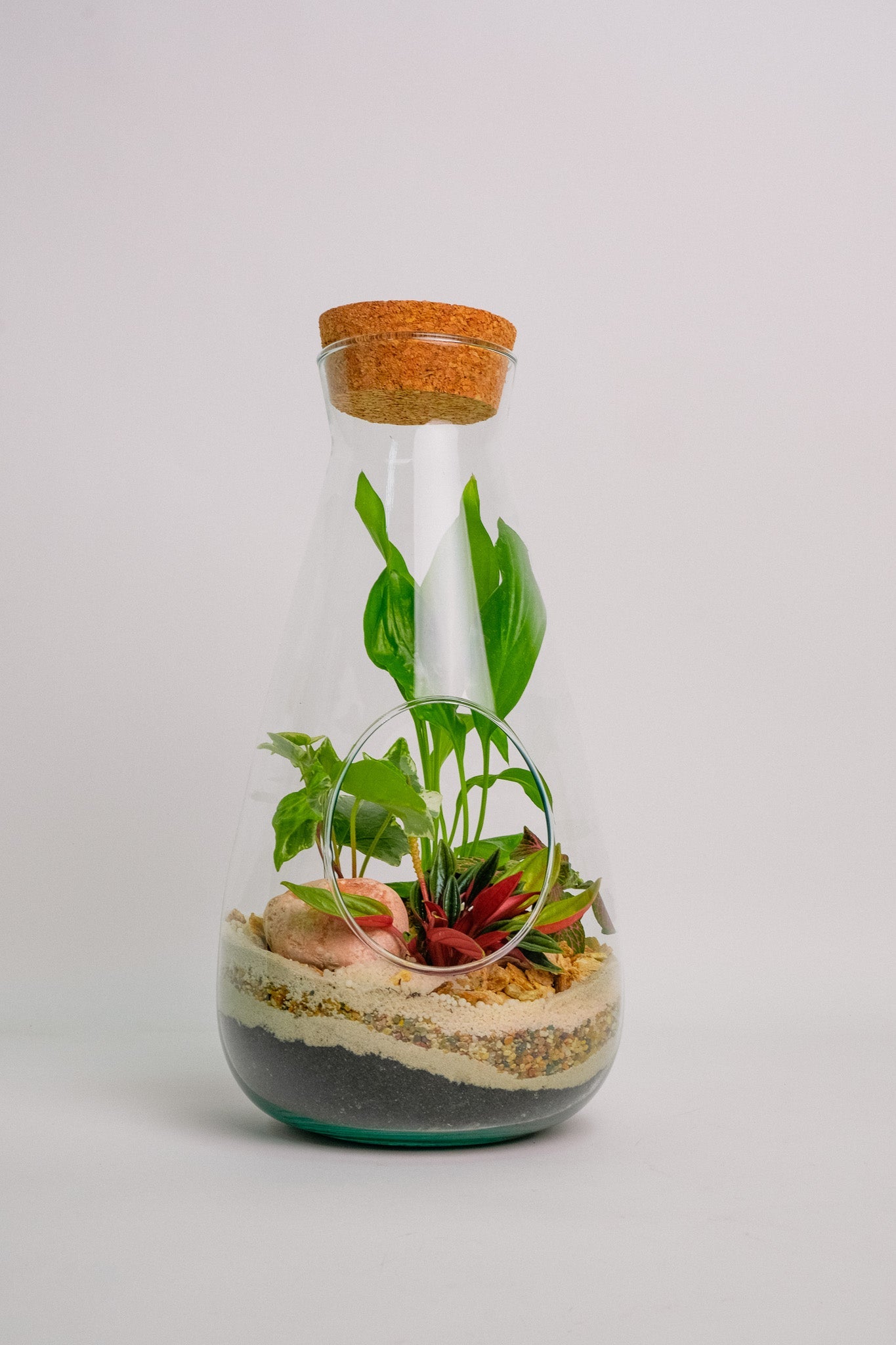 Terariu plante tropicale mediu