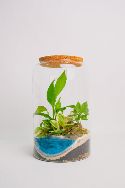 Terariu plante tropicale marimo max