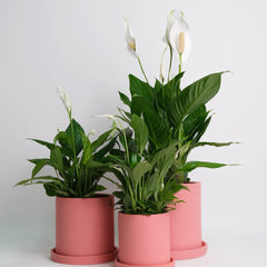 Selectăm ghiveciul din argilă potrivit spațiului tău.