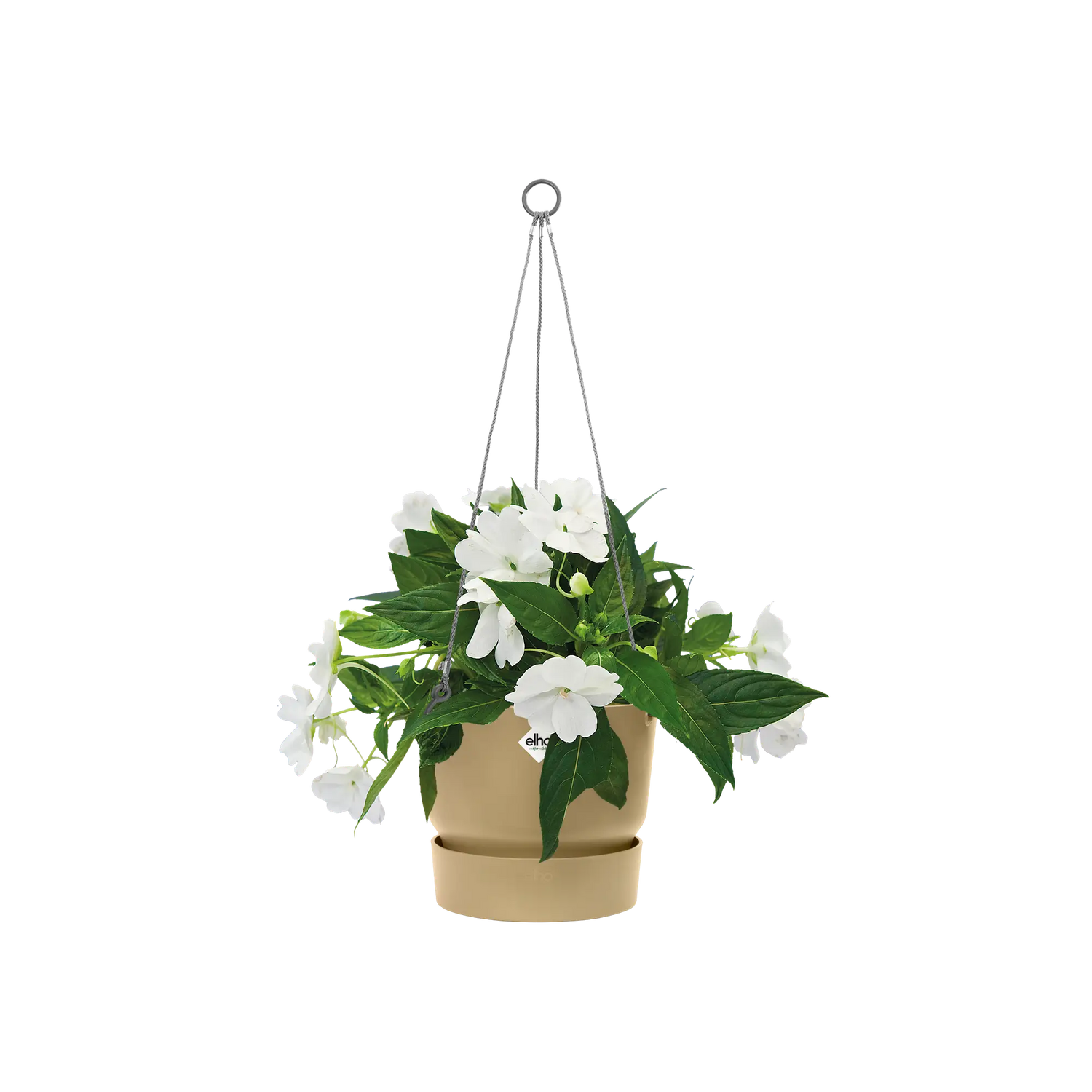 Greenville hanging basket
