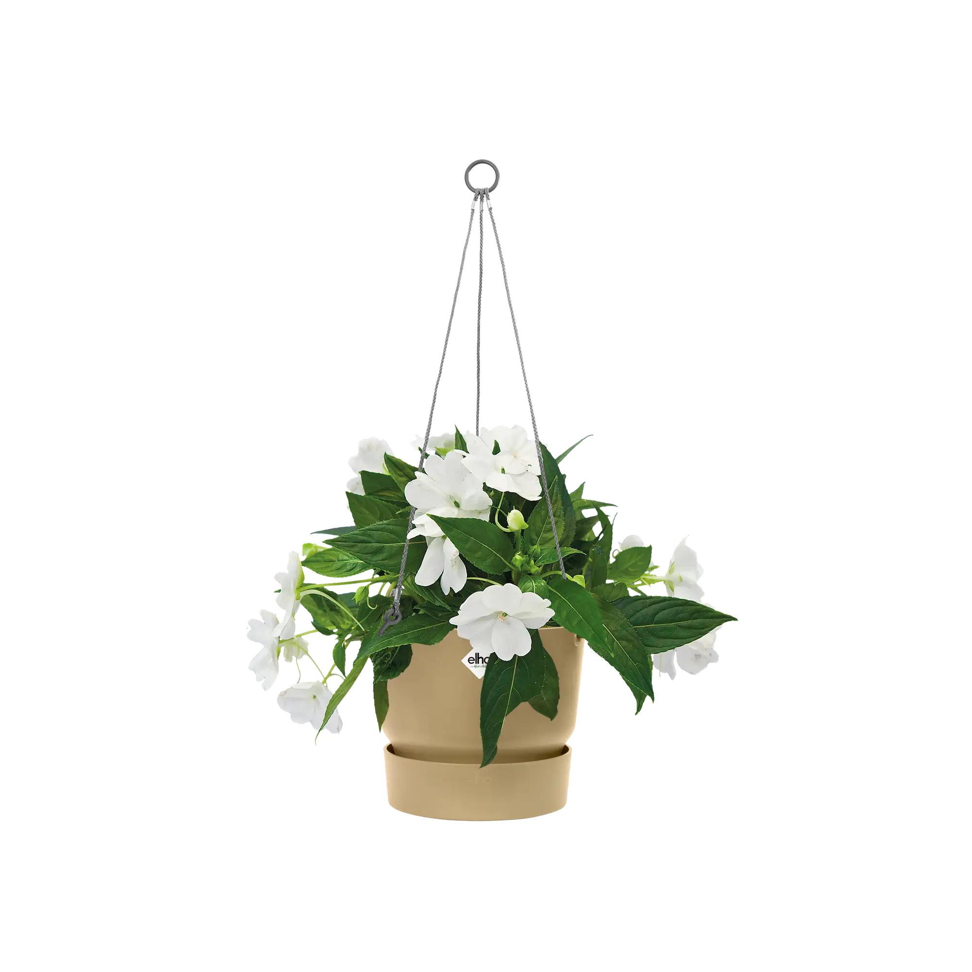 Greenville hanging basket