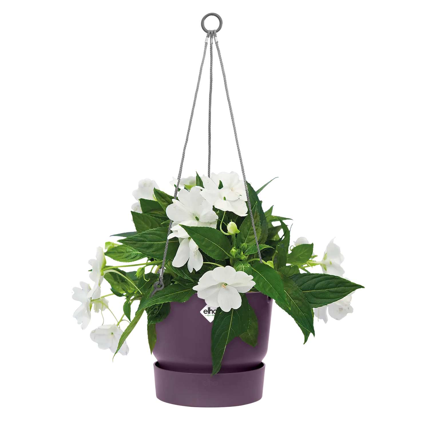 Greenville hanging basket