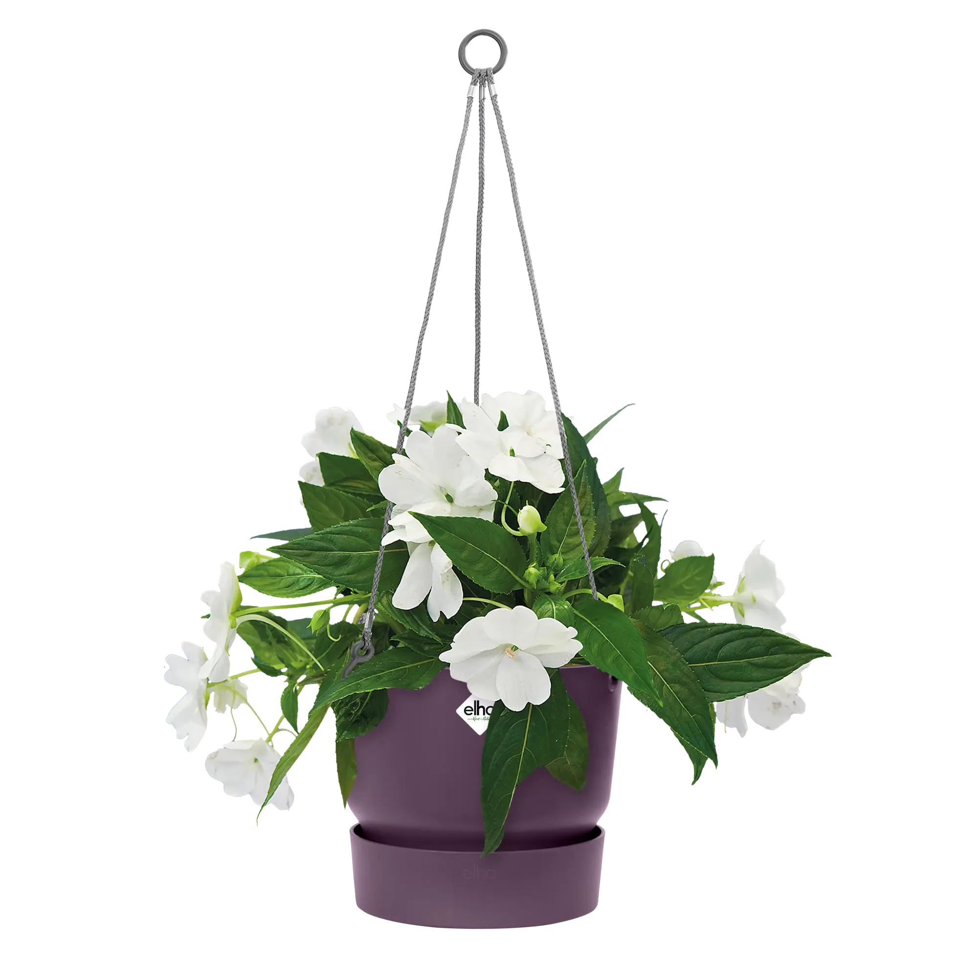 Greenville hanging basket