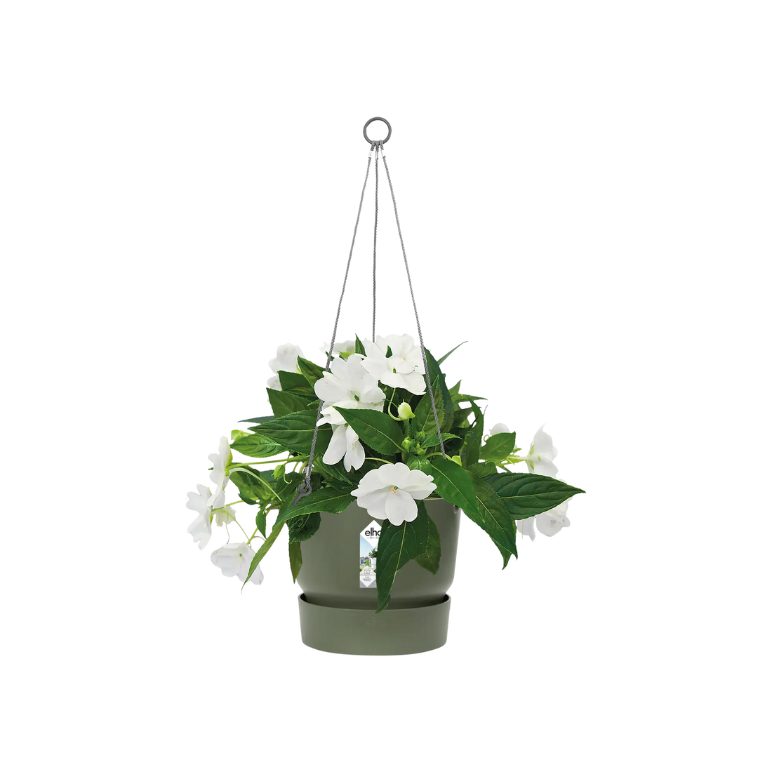 Greenville hanging basket