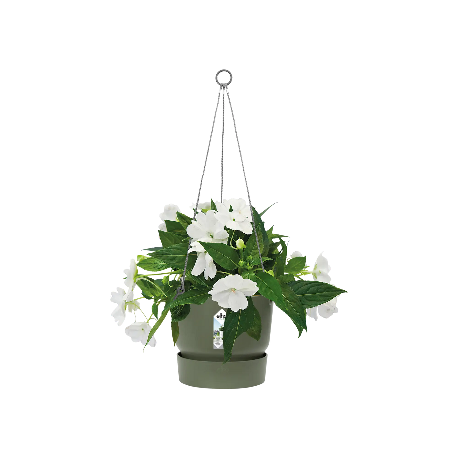 Greenville hanging basket