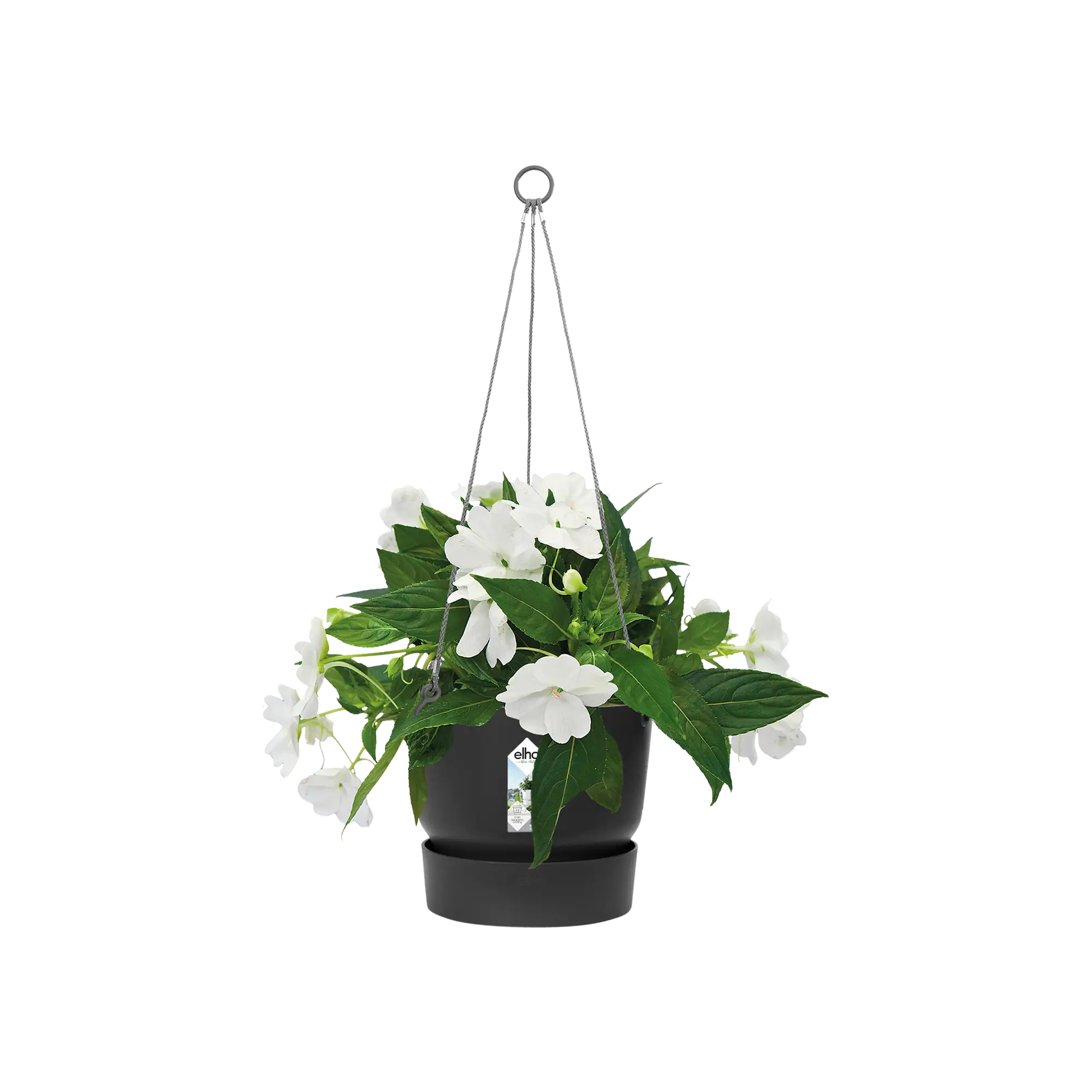 Greenville hanging basket