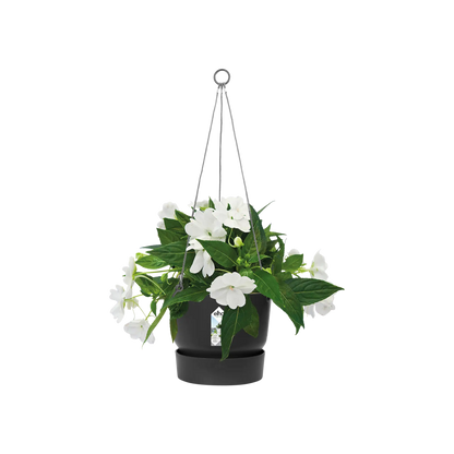 Greenville hanging basket