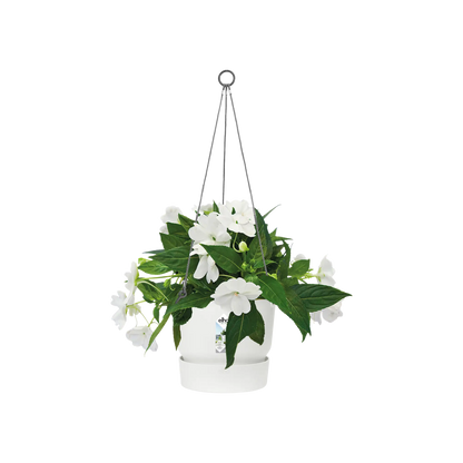 Greenville hanging basket