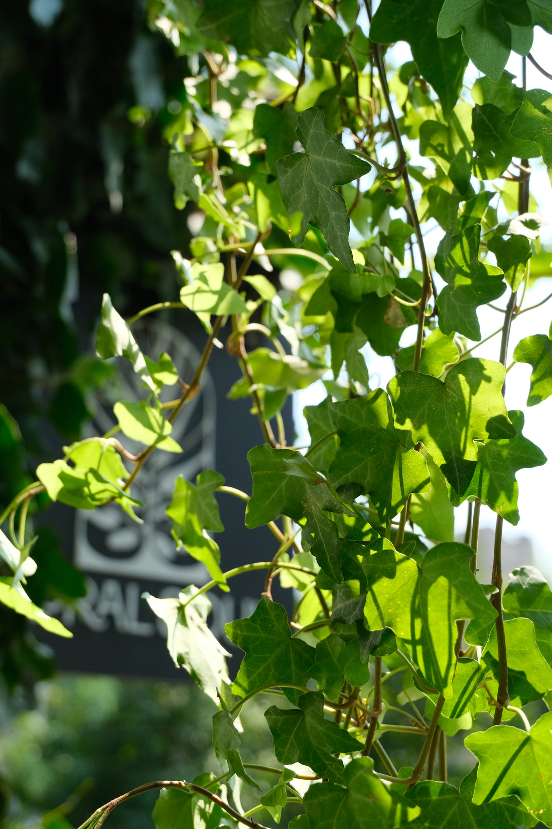 Hedera Helix Pittsburgh Ø24 · 120 cm