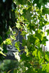 Hedera Helix Pittsburgh Ø24 · 120 cm