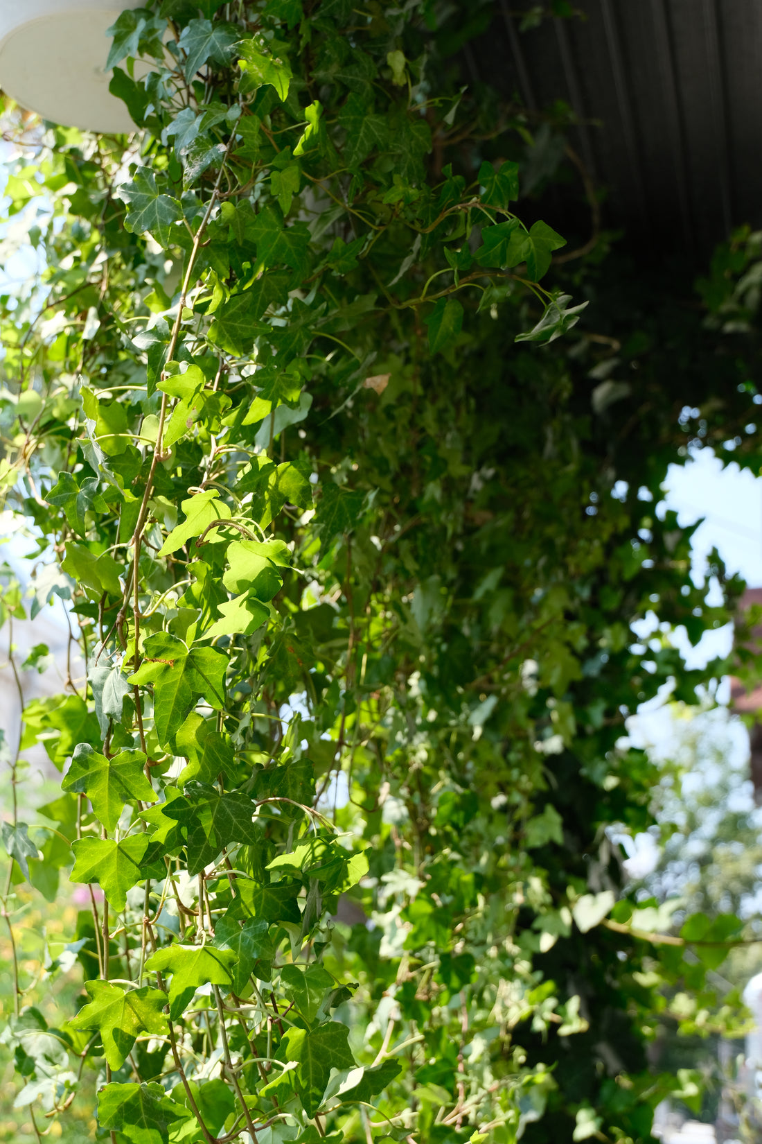 Hedera Helix Pittsburgh Ø24 · 120 cm