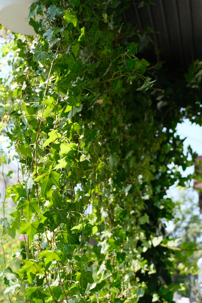 Hedera Helix Pittsburgh Ø24 · 120 cm