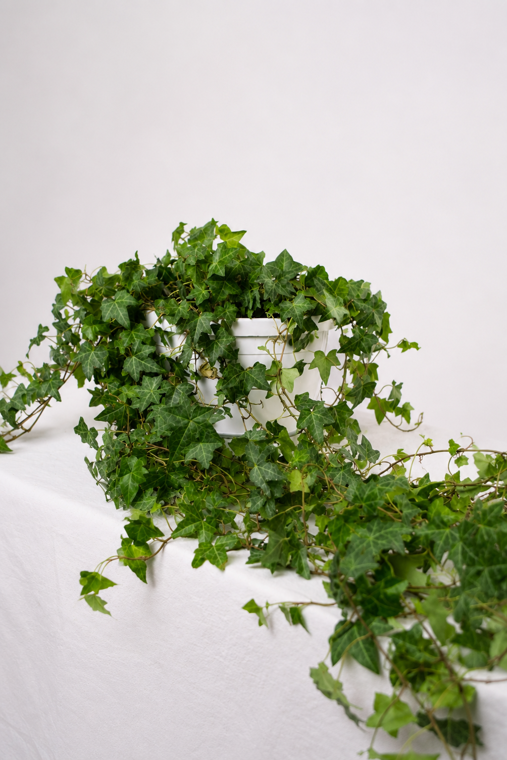 Hedera Helix Pittsburgh Ø24 · 120 cm