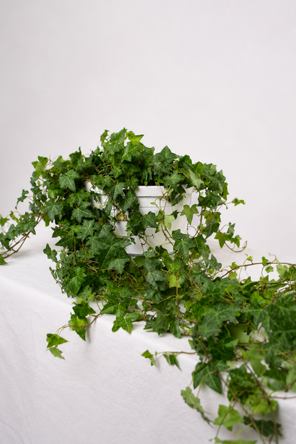 Hedera Helix Pittsburgh Ø24 · 120 cm