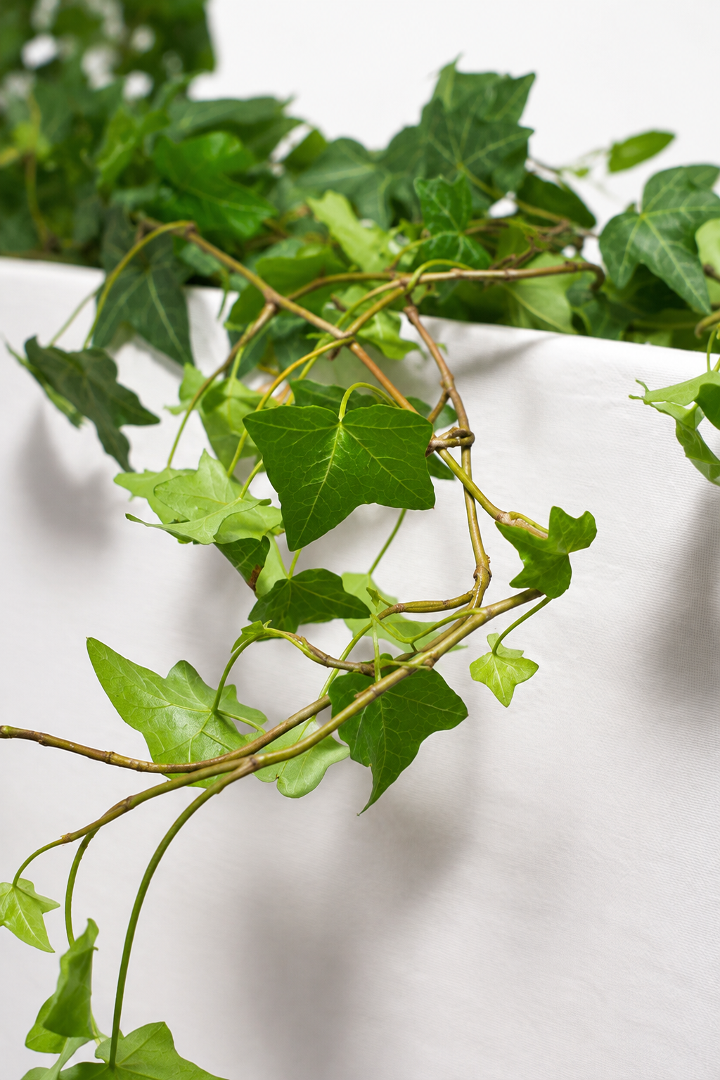 Hedera Helix Pittsburgh Ø24 · 120 cm