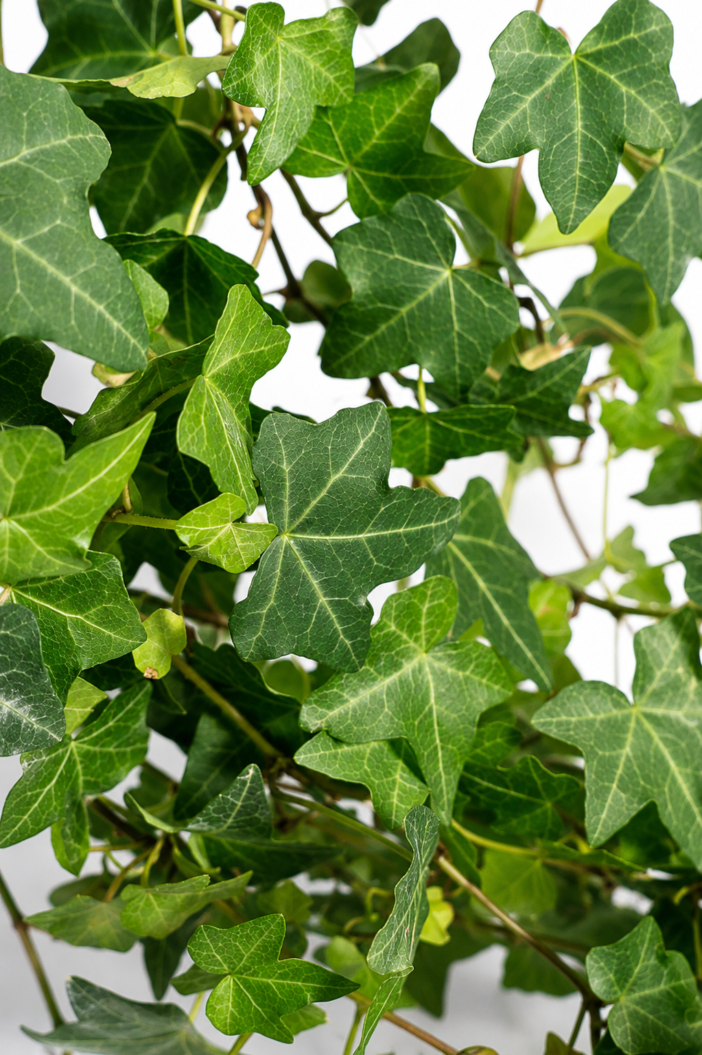 Hedera Helix Pittsburgh Ø24 · 120 cm