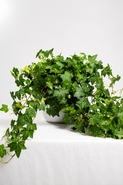 Hedera Helix Pittsburgh Ø24 · 120 cm