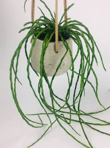 Rhipsalis paradoxa Minor