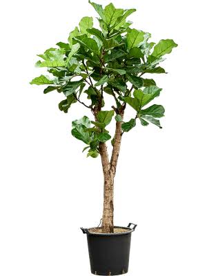 Ficus Lyrata Branched