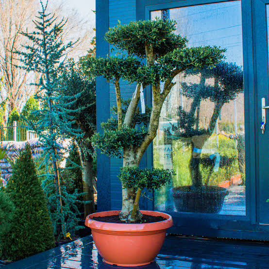 Maslin Bonsai
