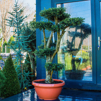Maslin Bonsai