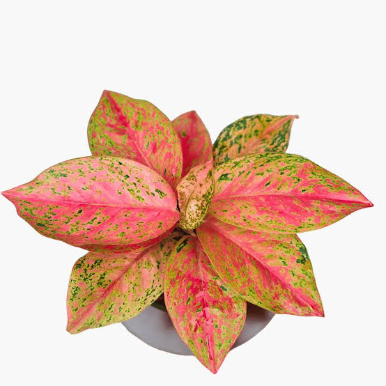Aglaonema Prestige
