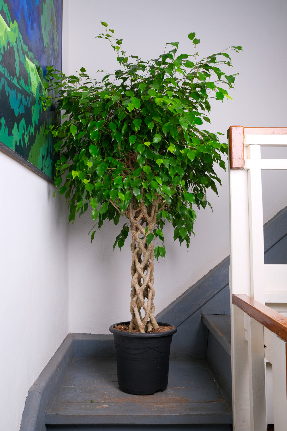 Ficus Be Exotica Cilinder
