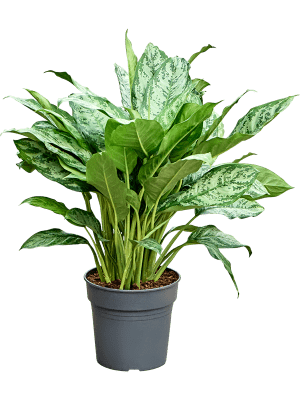 Aglaonema Mix