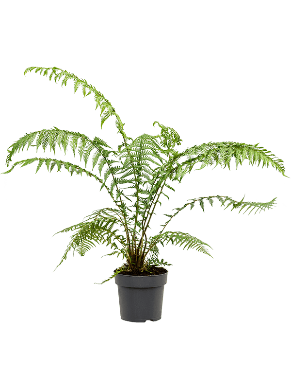 Dicksonia Antarctica Fern