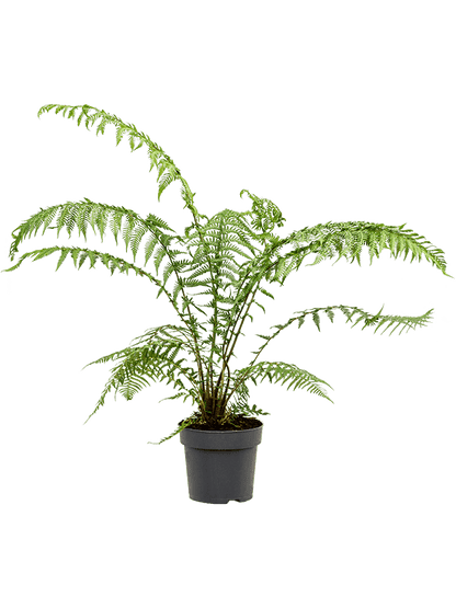 Dicksonia Antarctica Fern