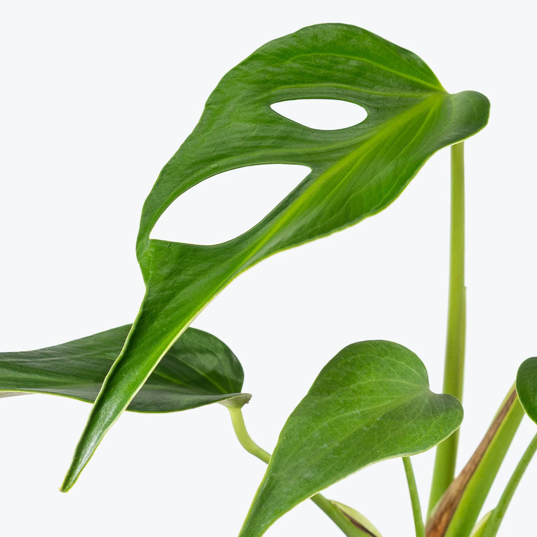 Monstera Burle Marx Flame