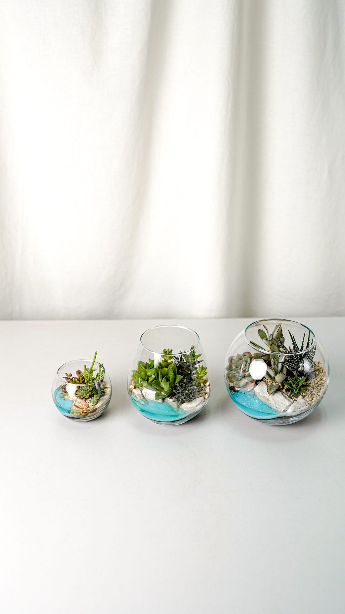 Terariu Suc Cacti Marimo