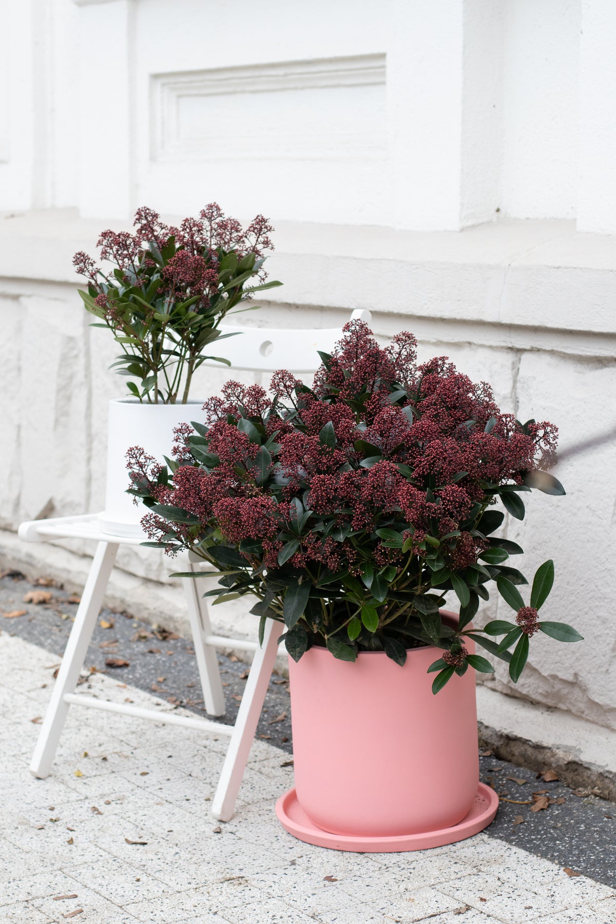 Skimmia Japonica
