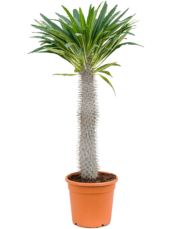 Pachypodium Lamerei