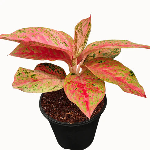 Aglaonema Prestige