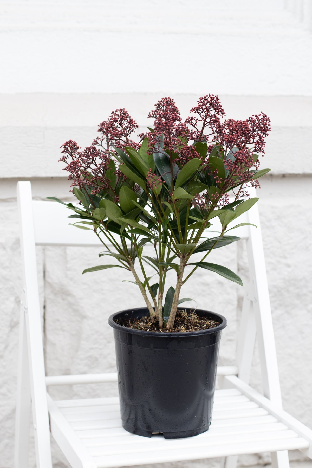 Skimmia Japonica
