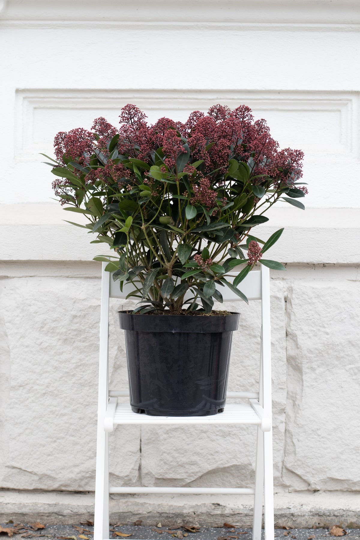 Skimmia Japonica