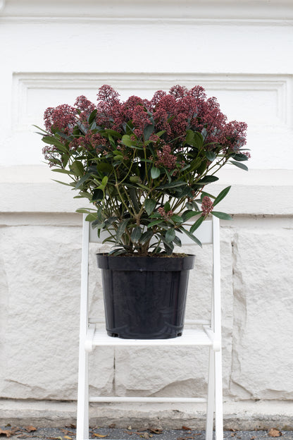 Skimmia Japonica