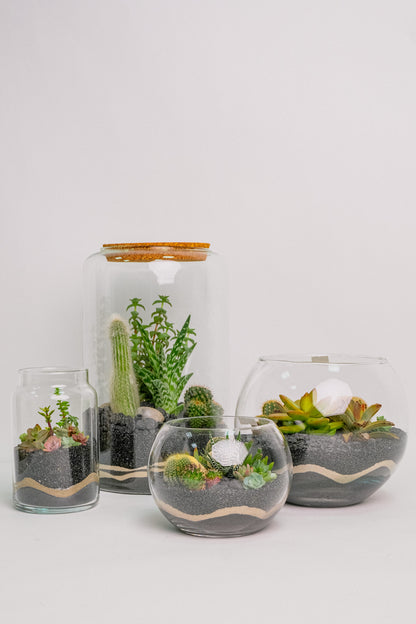 Terariu Suc Cacti Negru
