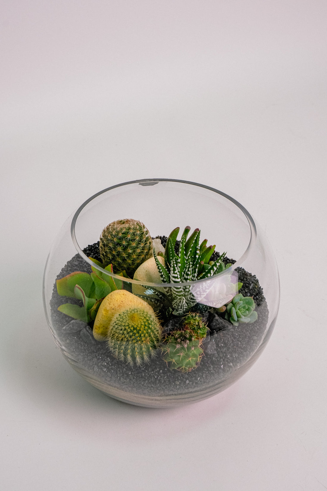 Terariu Suc Cacti Negru
