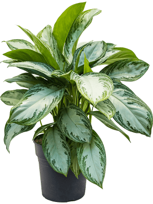 Aglaonema Mix