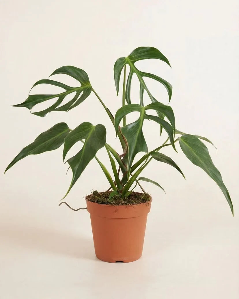 Monstera Burle Marx Flame