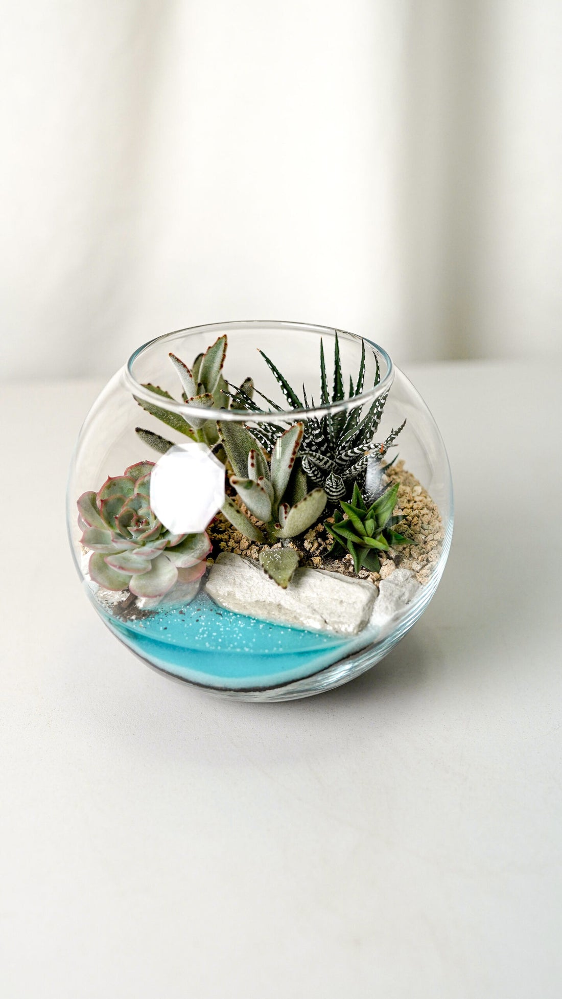 Terariu Suc Cacti Marimo