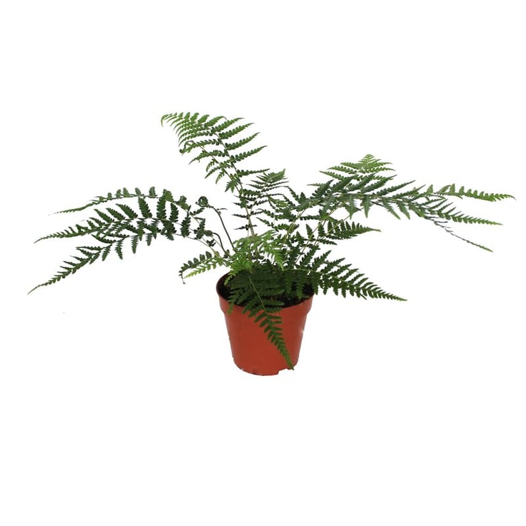 Dicksonia Antarctica Fern
