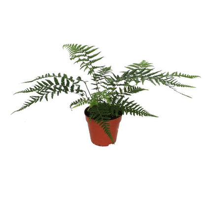Dicksonia Antarctica Fern