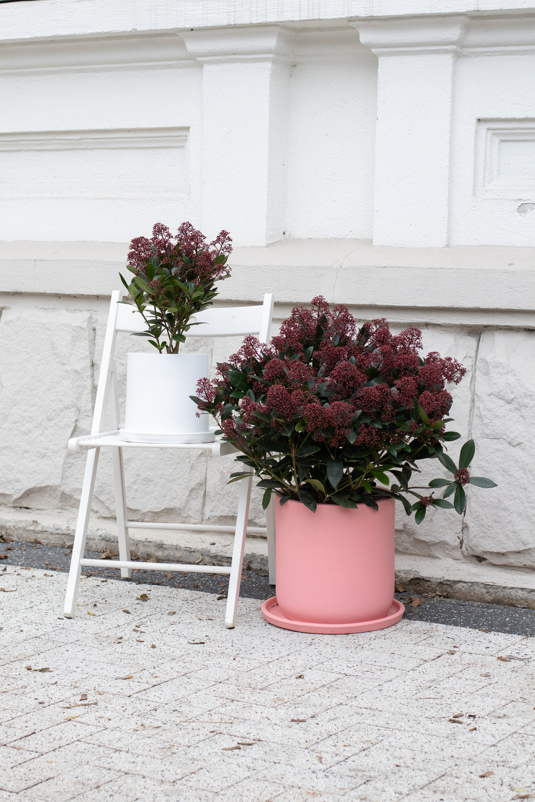 Skimmia Japonica