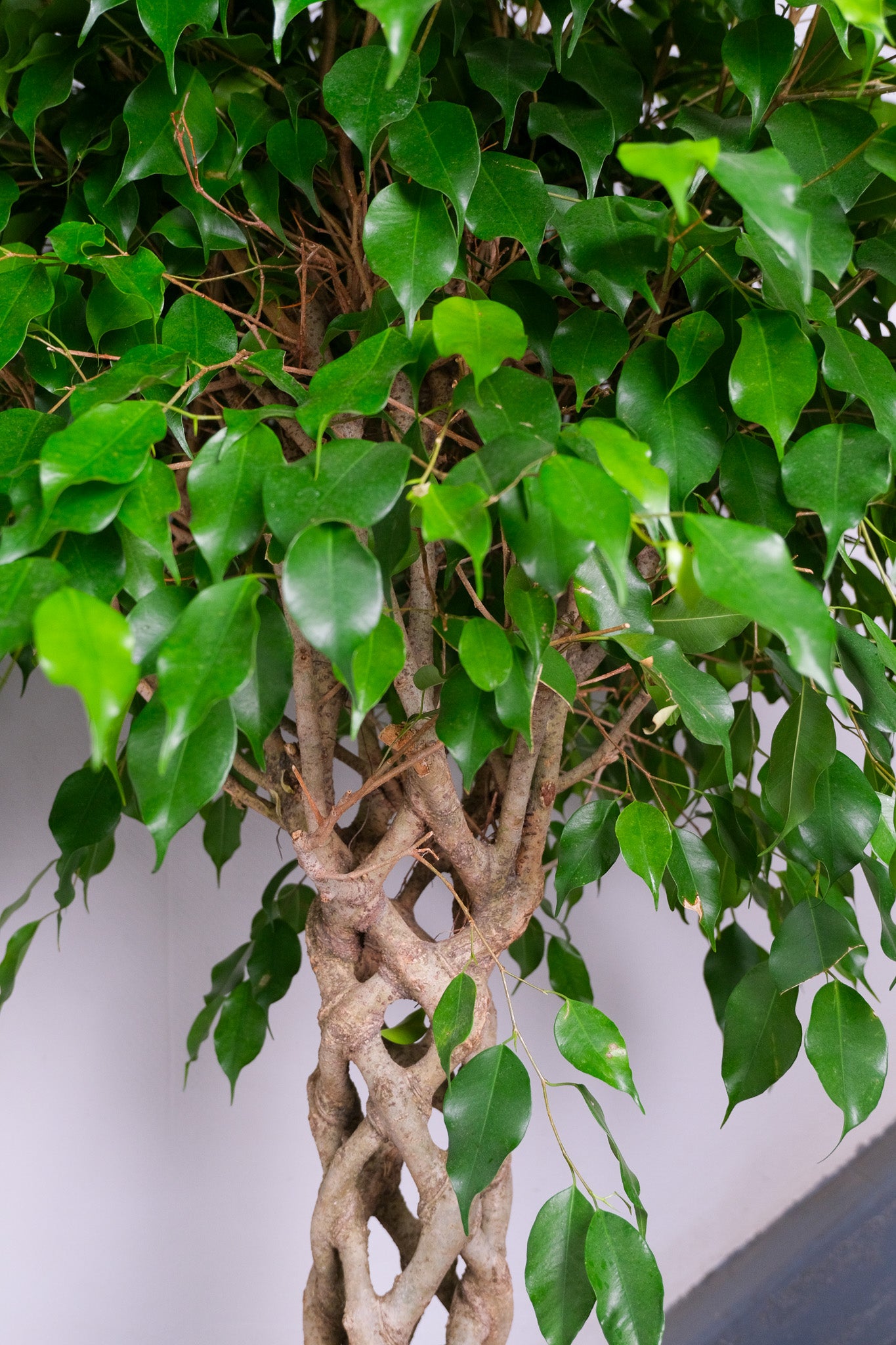 Ficus Be Exotica Cilinder