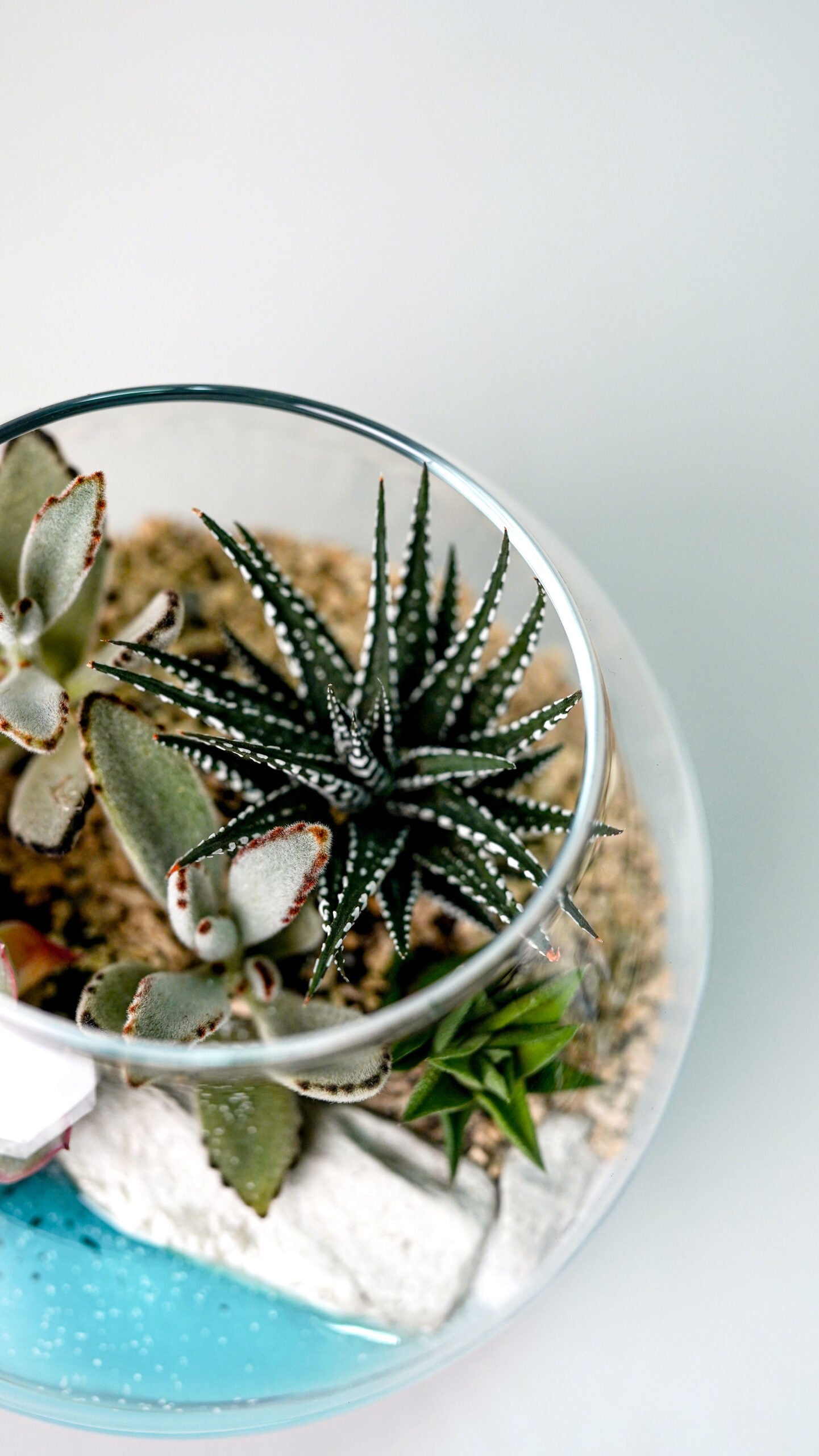 Terariu Suc Cacti Marimo