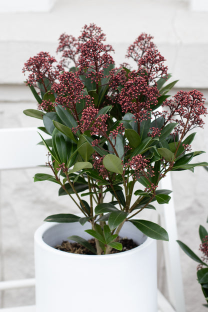 Skimmia Japonica