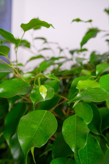 Ficus Be Exotica Cilinder